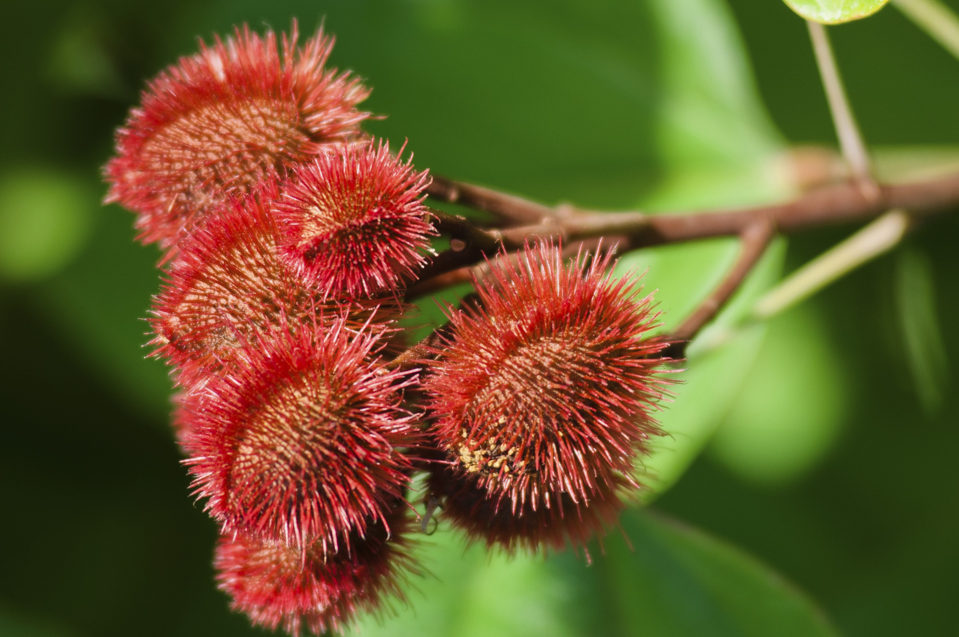 Annatto Seeds Pack A Powerful Punch