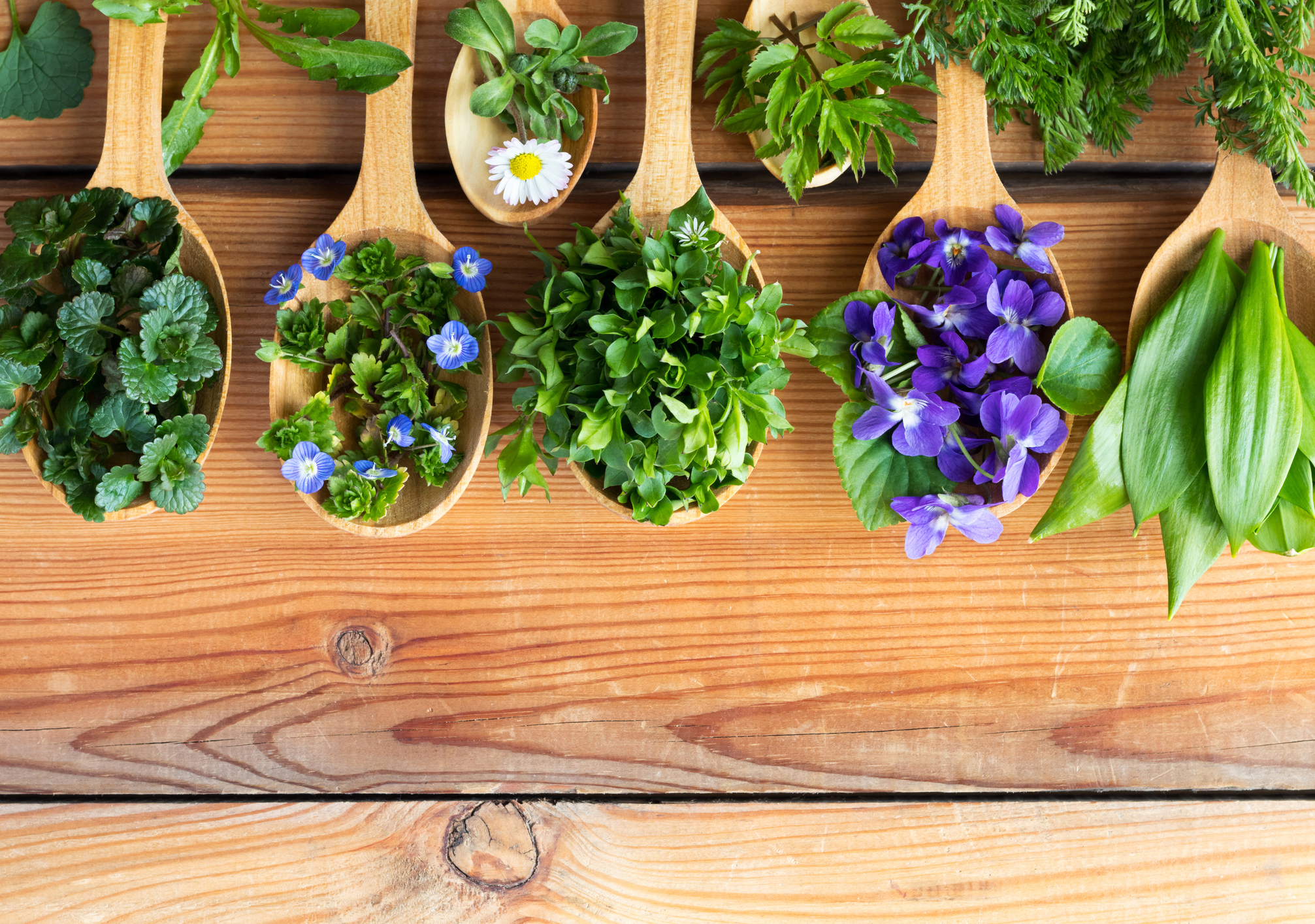 Fresh wild edible spring herbs on wooden spoons