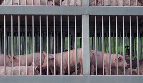 Pigs in truck transport from farm to slaughterhouse. African swine fever (ASF) and swine flu concept. Swine flu (H1N1 virus) carrier. Meat industry. Animal meat market. Pig in metal fence on truck.