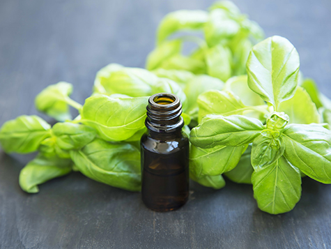 Basil Essential Oil in a Bottle with Basil Herb Leaves