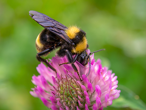 Bumblebee feeding from a red clover flower