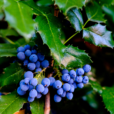 Berberine Oregon Grapes