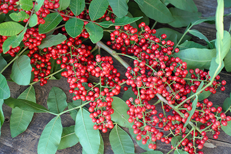 Red berries of Brazilian Pepper Tree invasive plant