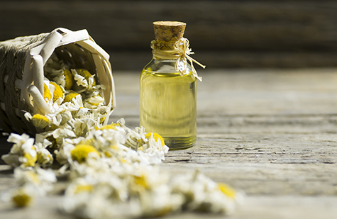 Essential chamomile oil in glass bottle with dry camomile flowers, fragrant daisy oil, beauty treatment. Spa concept