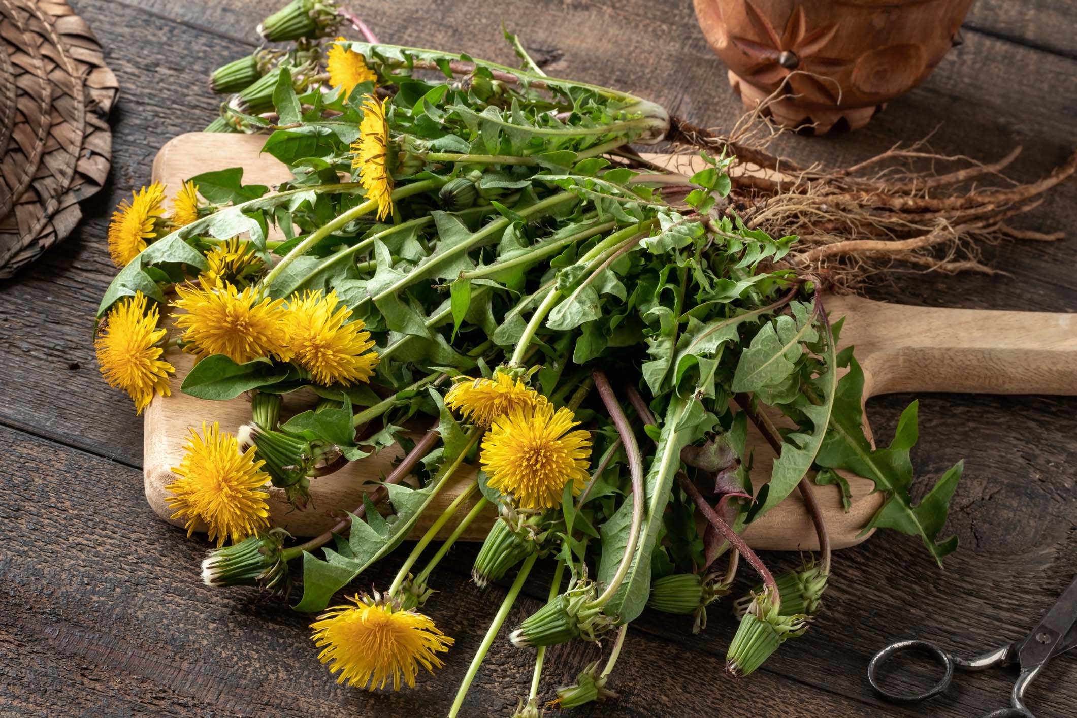 Fresh dandelions with roots