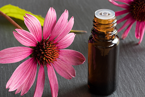 A bottle of echinacea essential oil