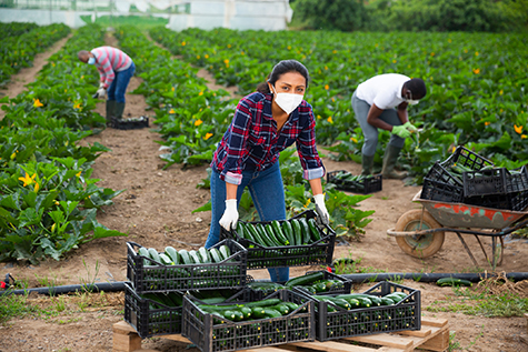 Brazilian woman in medical mask harvesting organic zucchini