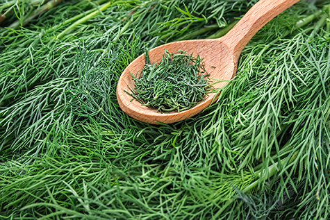 Dill weed. Fresh dill greens. Fennel in wooden spoon. Green background.