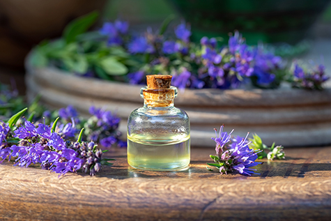 A bottle of essential oil with blooming hyssop plant