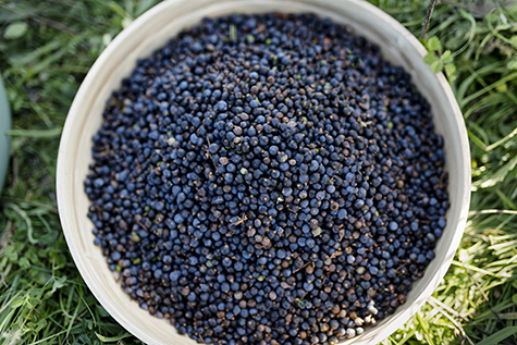 Bowl of Freshly Picked Juniper Berries
