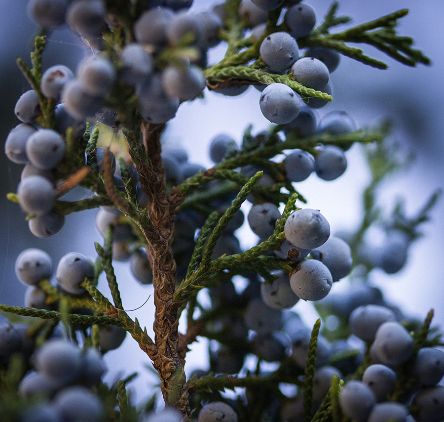 Blue juniper berries
