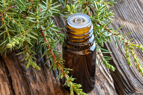 A bottle of juniper essential oil with fresh juniper twigs