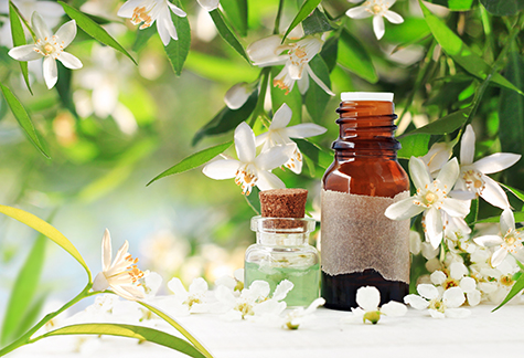 Neroli (orange) blossom perfume. Citrus essential oil bottles, spring flowering tree with white aroma flowers and green freshness.
