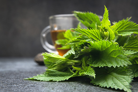 A cup of nettle tea with fresh nettles