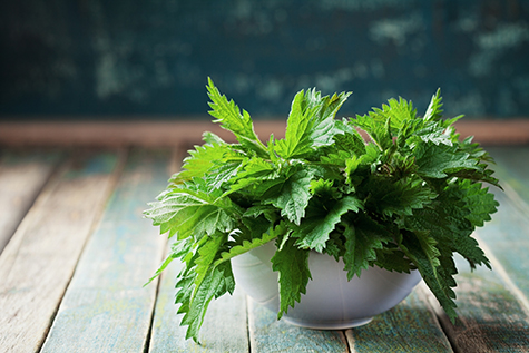 Young stinging nettle or urtica leaves, rustic style