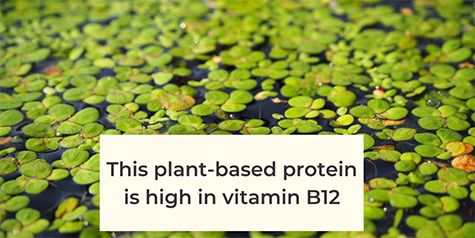 [Promo] Duckweed - the incredible nutrient-dense, plant-based protein