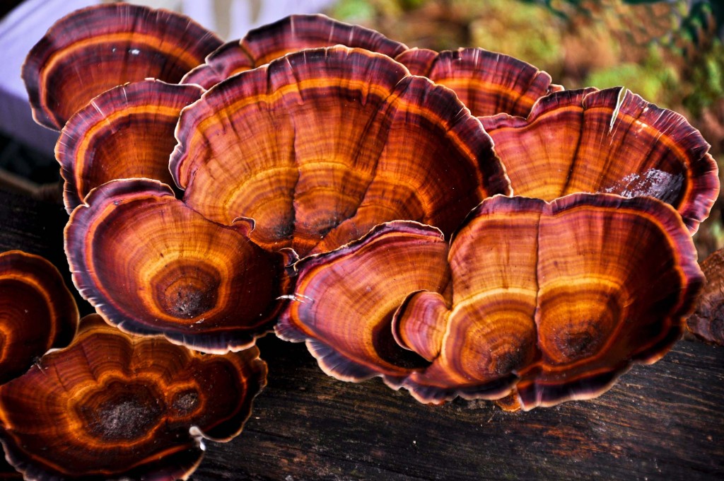 Ganoderma Lucidum - Ling Zhi Mushroom,close up