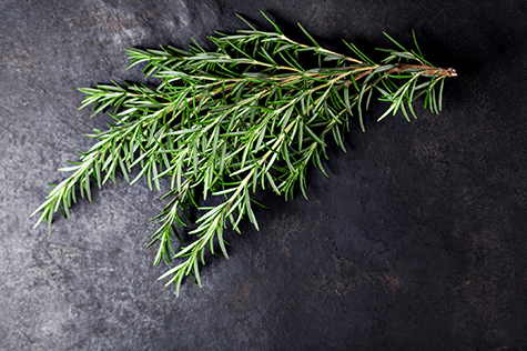 Close-up of fresh Rosemary over a gray background