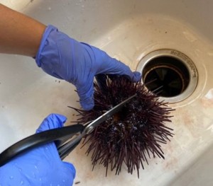 Sea Urchin prep 1