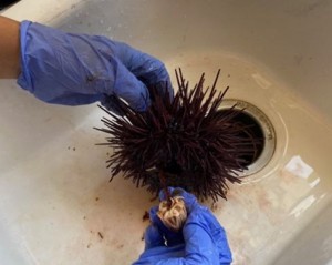 Sea Urchin prep 2