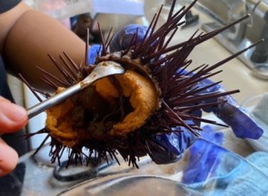 Sea Urchin prep 3