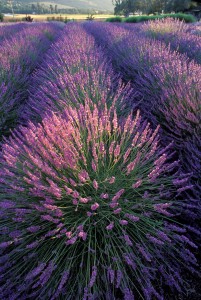 High angle view of Lavender in a field