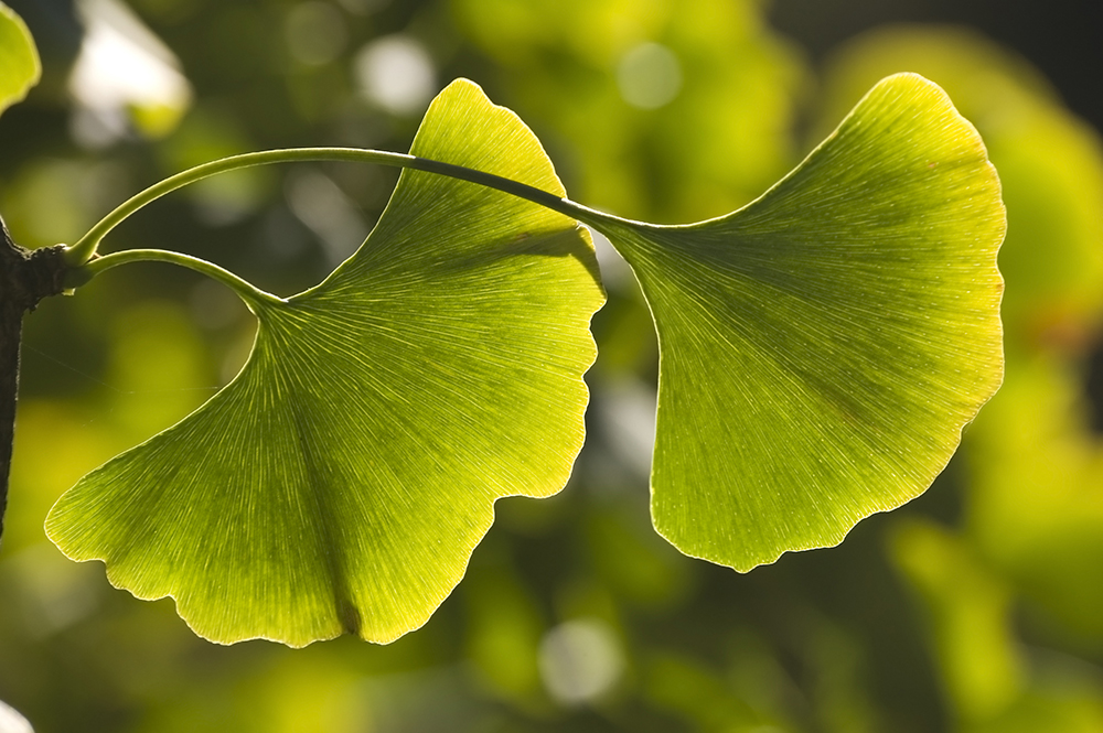 Close up photograph of fresh ginkgo leaves