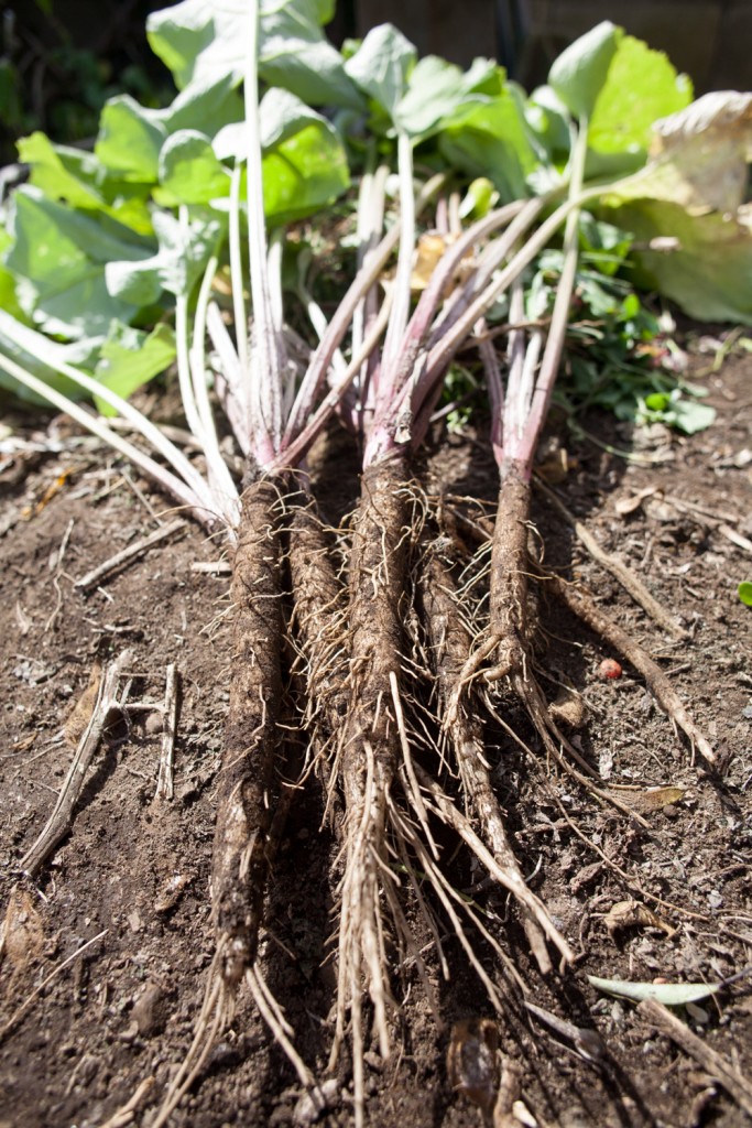 TS-492075220 Burdock Roots-Leaves