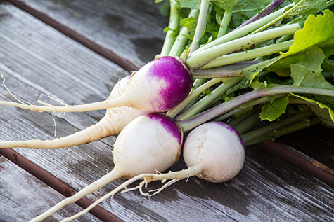 harvested fresh organic small turnip vegetable