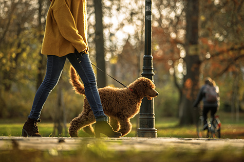 Walking time in the park for red poodle and its owner